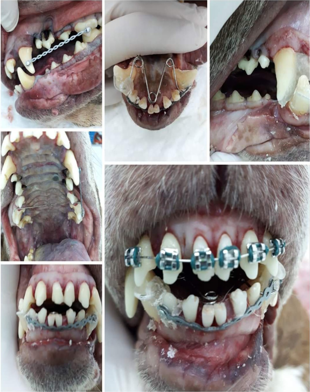 Ortodontia - Pet Dente