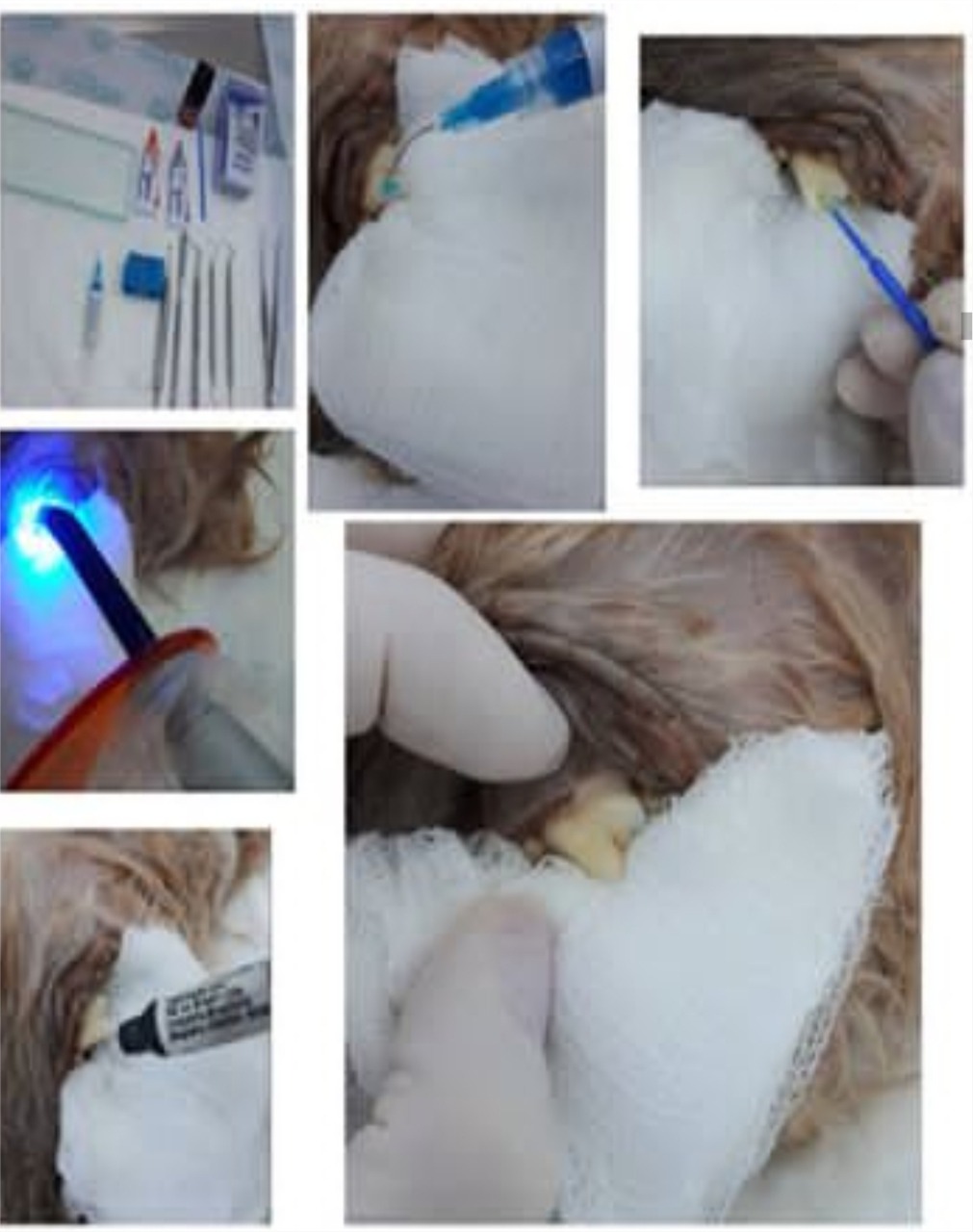 Prótese Dentária - Pet Dente